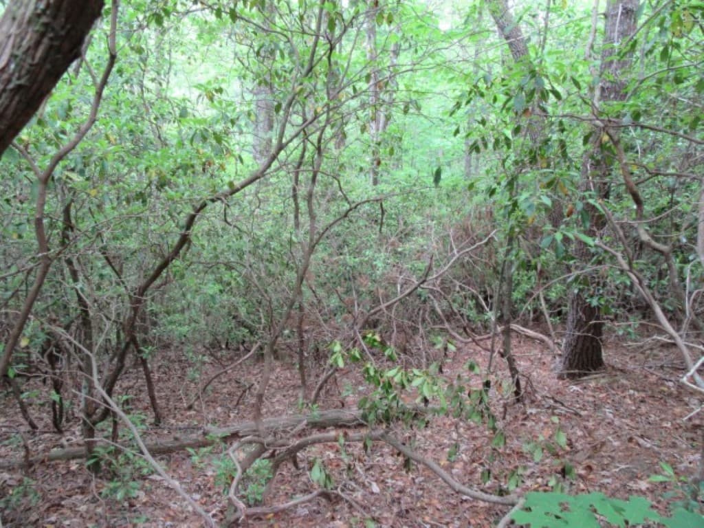 Property image 4 at 343 Gauley Falls Road, Pickens, SC 29671